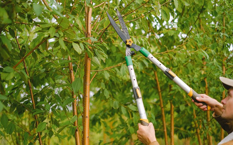 Tree trimming in Mooers, NY